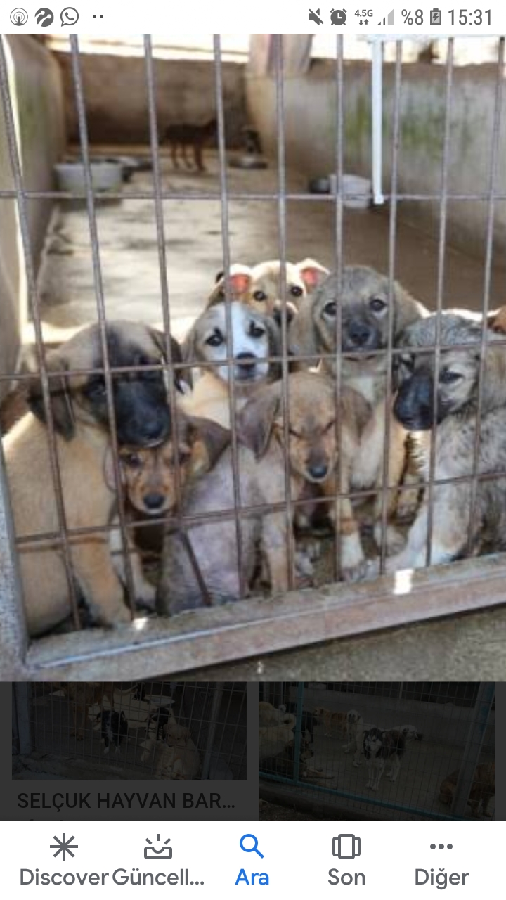  Sakarya ilinin  Karasu ilcesinde  Yenimahallesinde  Sokak  Köpeği bakim barinaği Kurulsun  