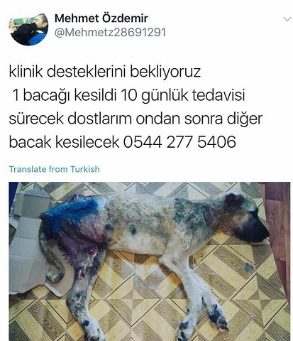 MEHMET ÖZDEMİR VE MEHTAP ÖZER İN FELÇLİ HAYVANA EZİYET YERİ KAPATILSIN